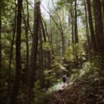 Group logo of Appalachian Trail